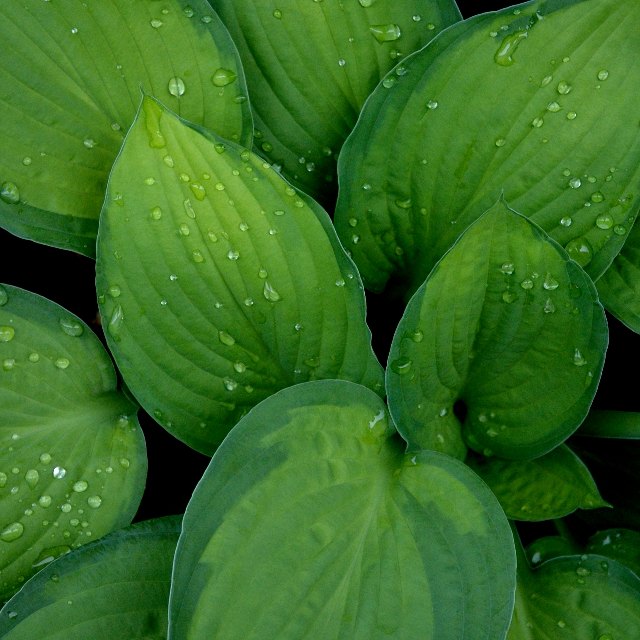 green 1.JPG
