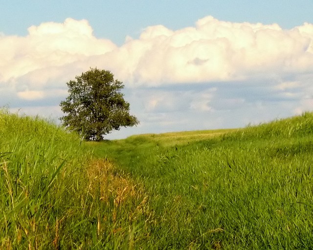 Lone Tree.jpg