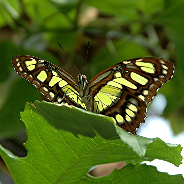 Butterfly 3.jpg