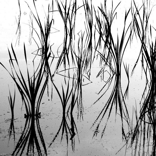 B&W100_0482.JPG