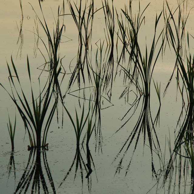 org100_0482.JPG