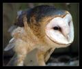 Barn Owl.jpg