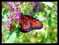 Butterfly (species unknown).jpg