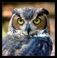Long Earred Owl.jpg