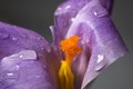 Crocus Water2.jpg