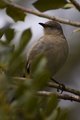 Mockingbird