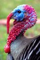 DSC_7555_800.jpg