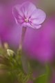 Phlox 1