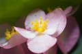 Angel Wing Begonia 4