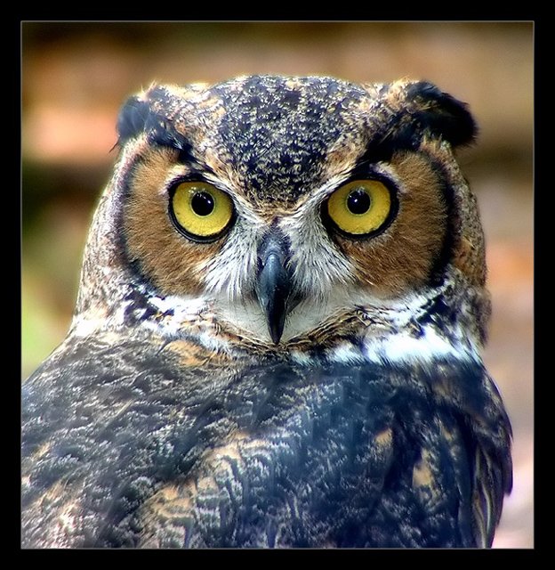 Long Earred Owl.jpg
