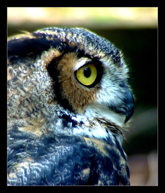 Profile of Owl.jpg