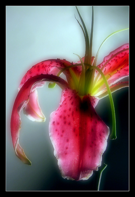 Dreamy Lily.jpg