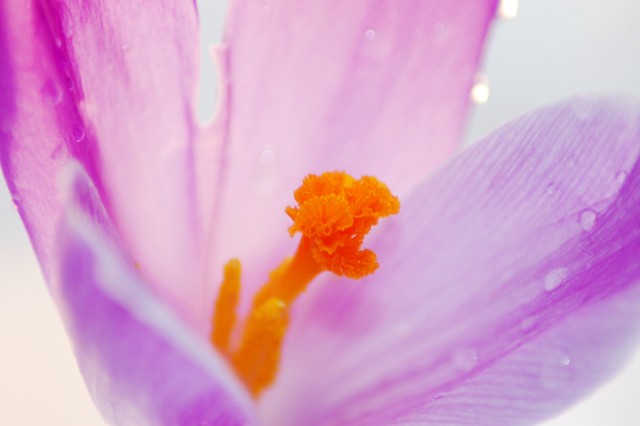 Crocus Water.jpg