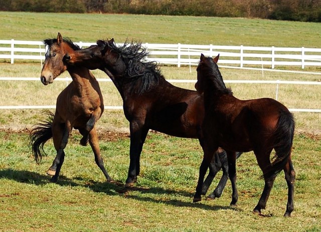 Horse Play.jpg