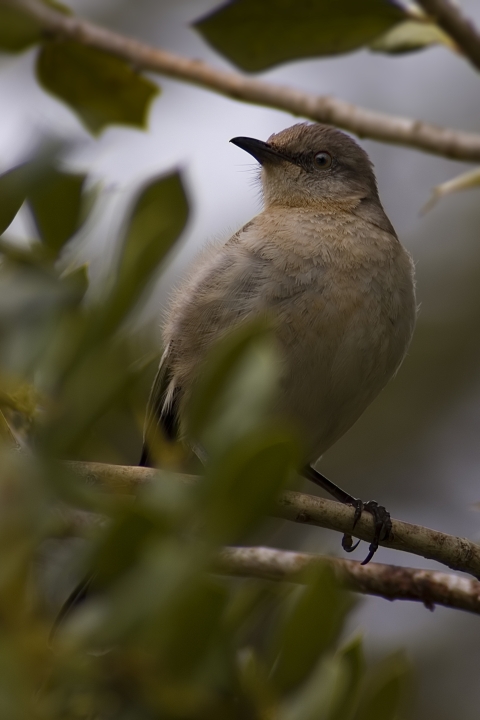 Mockingbird