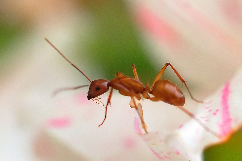DSC_7896_800.jpg