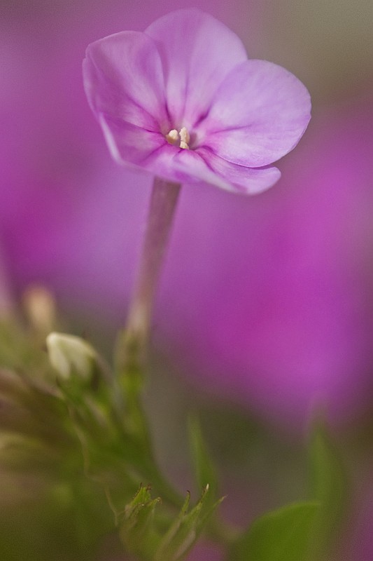 Phlox 1