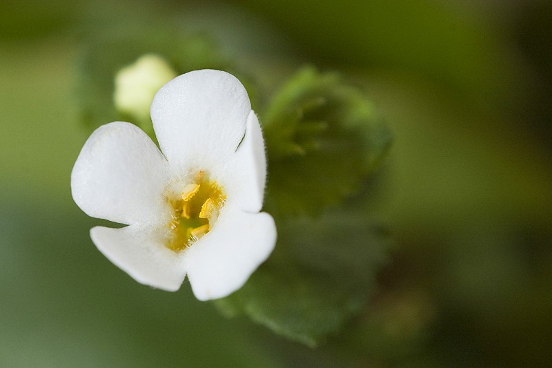 Bacopa