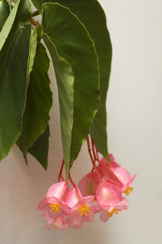 Angel Wing Begonia 1