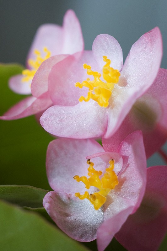 Angel Wing Begonia 5
