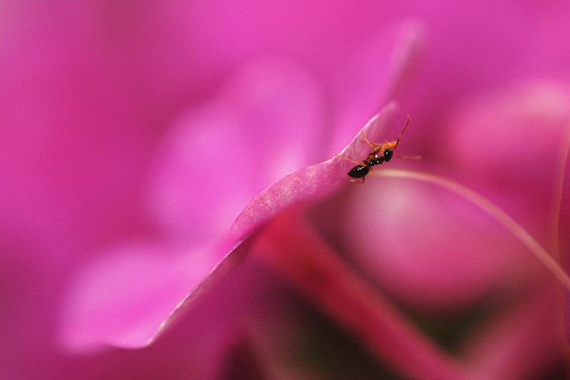 Little Visitor