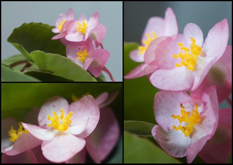 Angel Wing Begonia Triptych