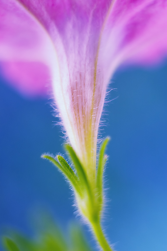 Petunia Macro