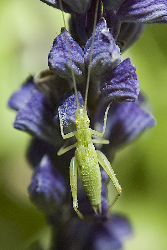 Grasshopper & Lavender