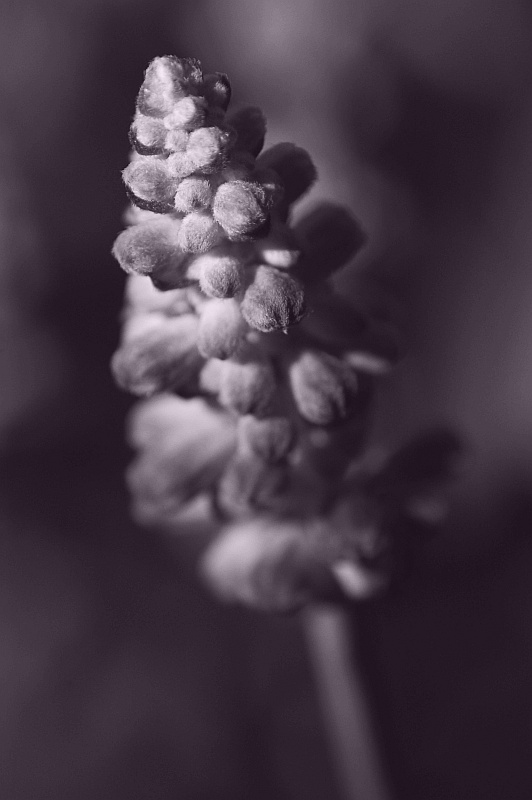 Lavender Bud