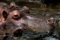 Hippo