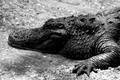 Alligator