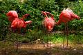 Flamingos