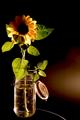 The Sunflower
