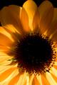 The Sunflower