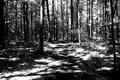 The Forest