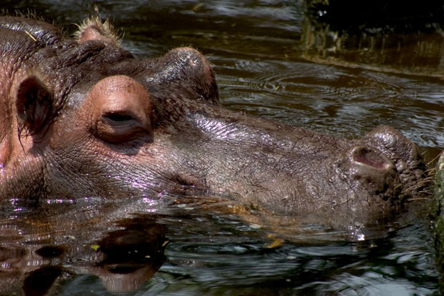 Hippo