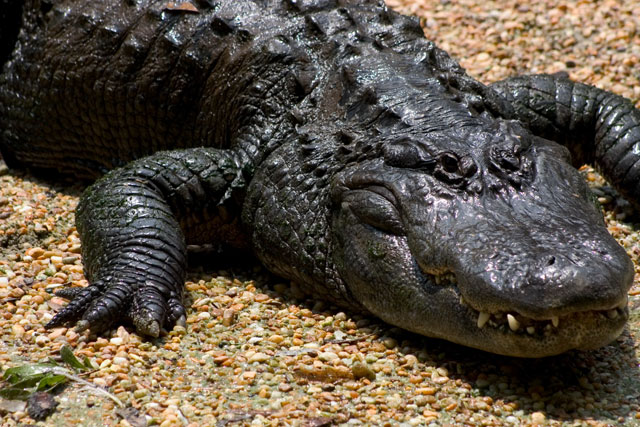Alligator