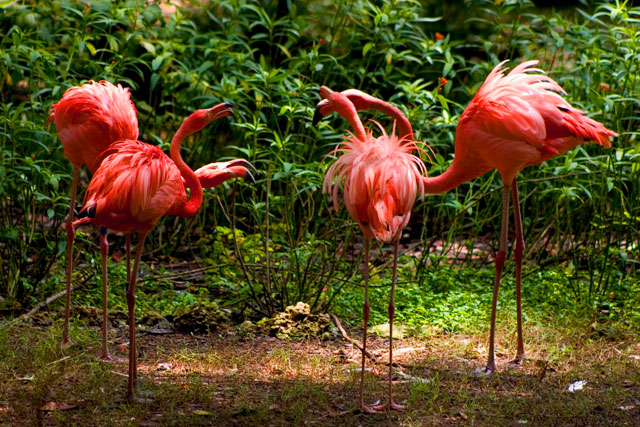 Flamingos