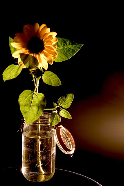 The Sunflower