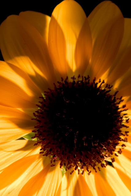 The Sunflower