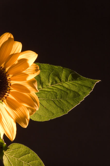 The Sunflower