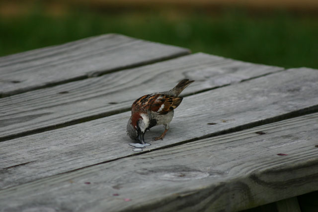 Bird eating Ice Cream