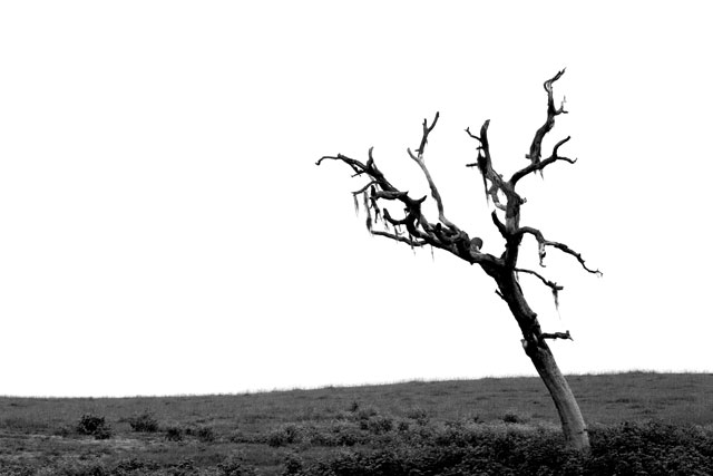 Jeepers Creepers Tree