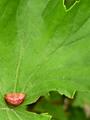 Leaf