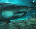 Sydney Aquarium Shark
