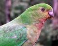 King Parrot