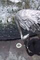 Sydney Brolga Fountain