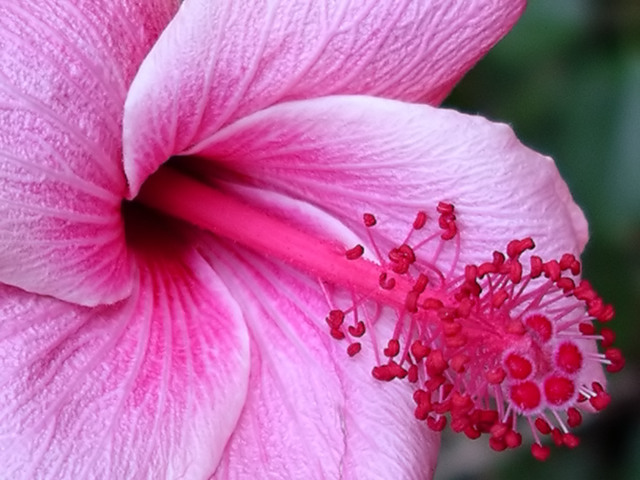 Hibiscus