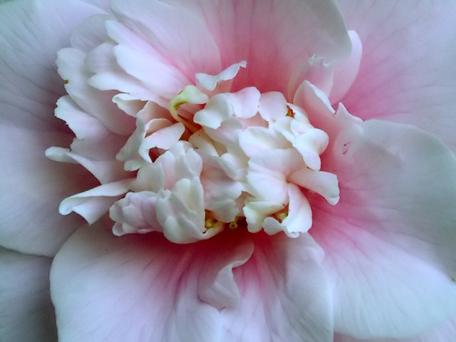 Camellia
