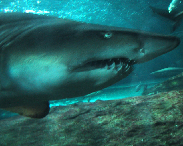 Sydney Aquarium Shark